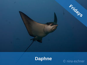 Salema School Galapagos Dive Site Daphne