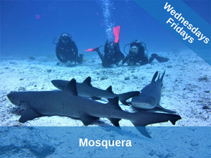 Garden Eels Galapagos Mosquera Dive Site