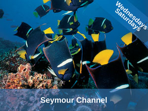 Blacktip Reef Shark Galapagos Dive Site Seymour