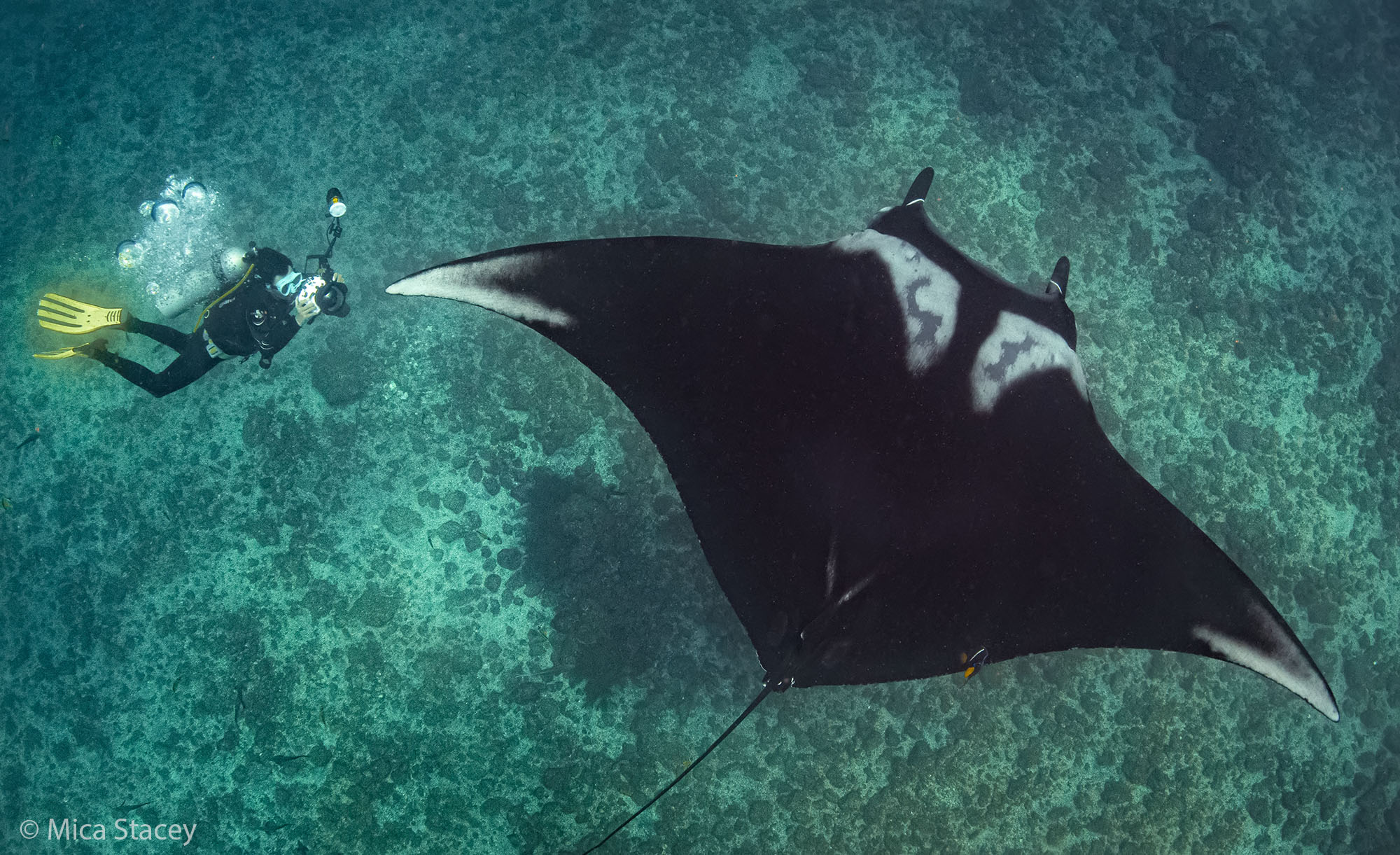 Giant manta ray gliding through Ecuadorian waters
